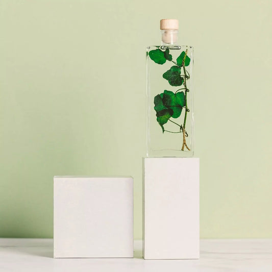 Herbarium - Lierre Helix vert - Plante Immergée