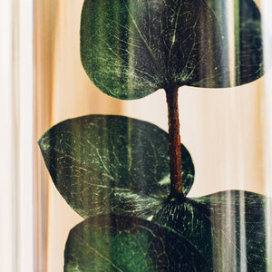 Herbarium - Eucalyptus vert - Plante Immergée