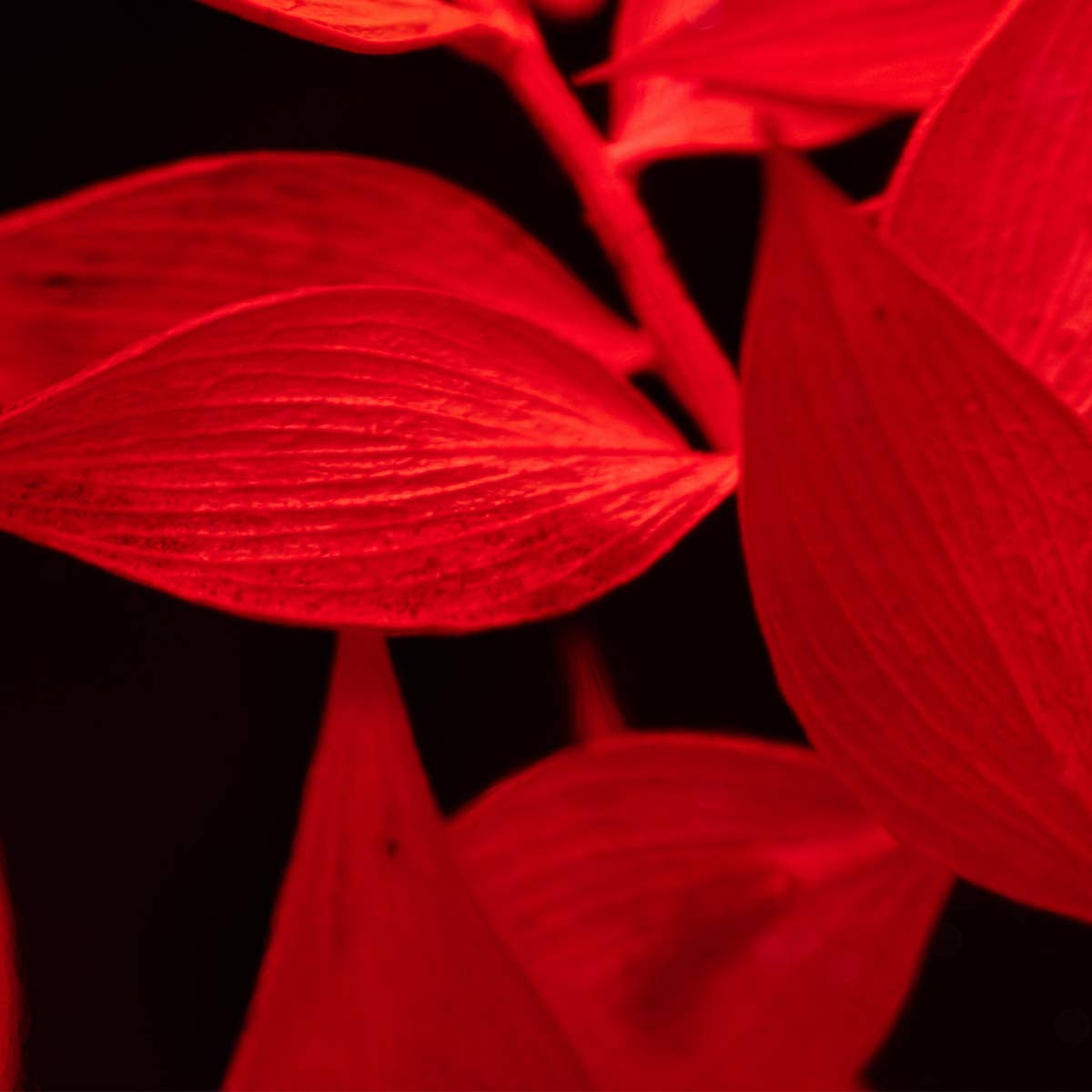 Herbarium - Ruscus rouge - Plante Immergée