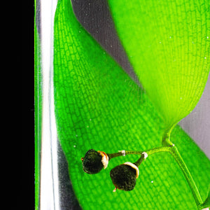 Herbarium - Ruscus vert - Plante Immergée