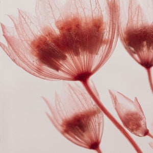 Herbarium - Astrance rose - Plante Immergée