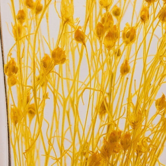 Herbarium - Broom bloom jaune