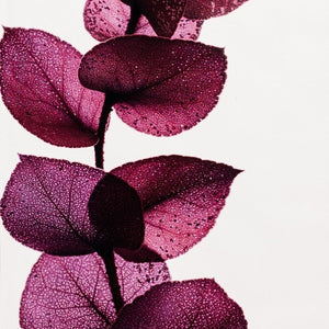 Herbarium - Eucalyptus violet - Plante Immergée