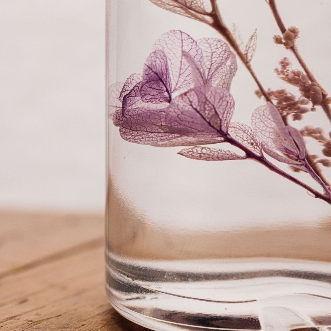 Herbarium - Hortensia feuille de chêne lilas - Plante Immergée