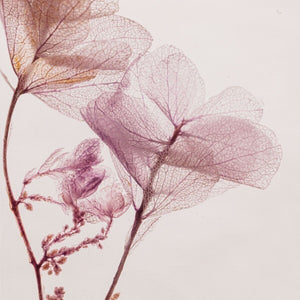 Herbarium - Hortensia feuille de chêne lilas - Plante Immergée