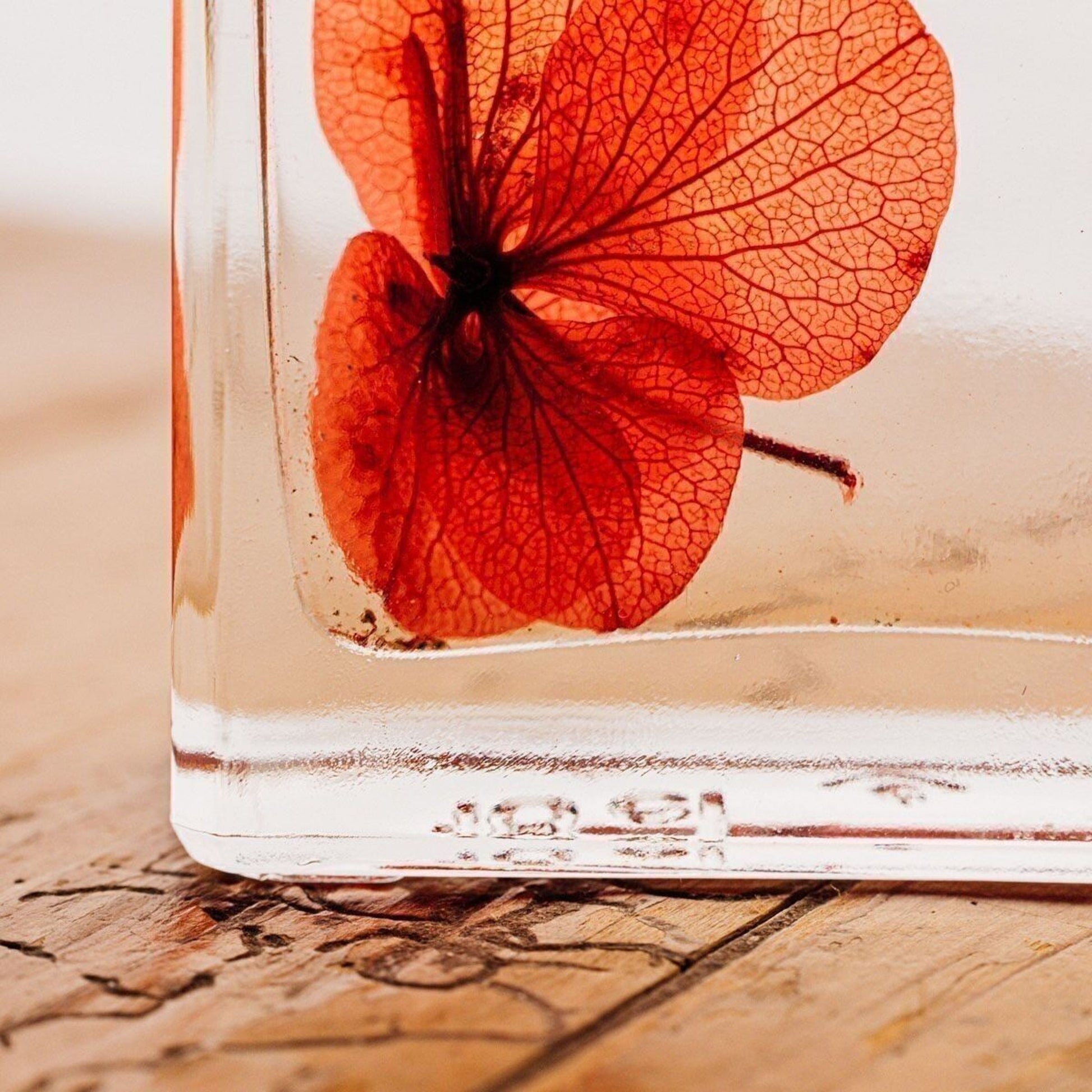 Herbarium - Hortensia rouge passion - Plante Immergée