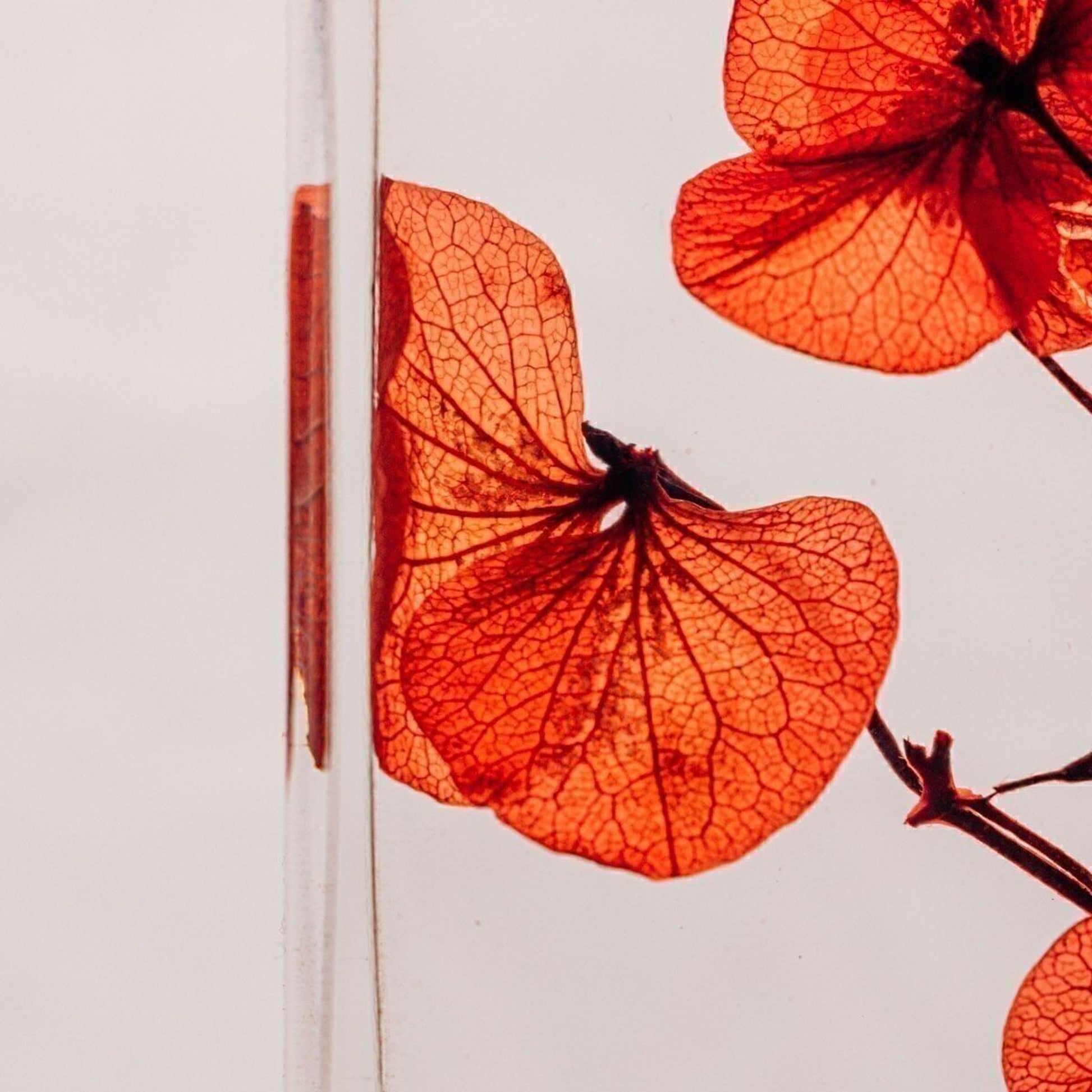 Herbarium - Hortensia rouge passion - Plante Immergée