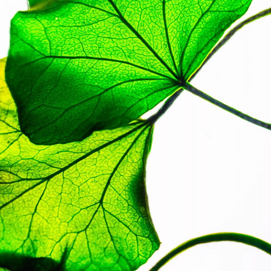 Herbarium - Lierre Helix vert - Plante Immergée