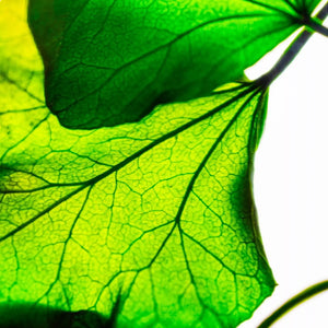 Herbarium - Lierre Helix vert - Plante Immergée