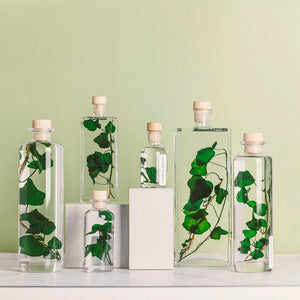 Herbarium - Lierre Helix vert - Plante Immergée